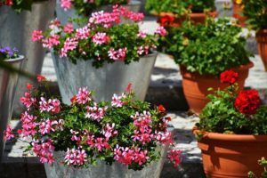 Geranium balcon jardin